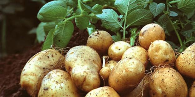 TÜK'ten duyuru: Patates ekimi yapanlar...
