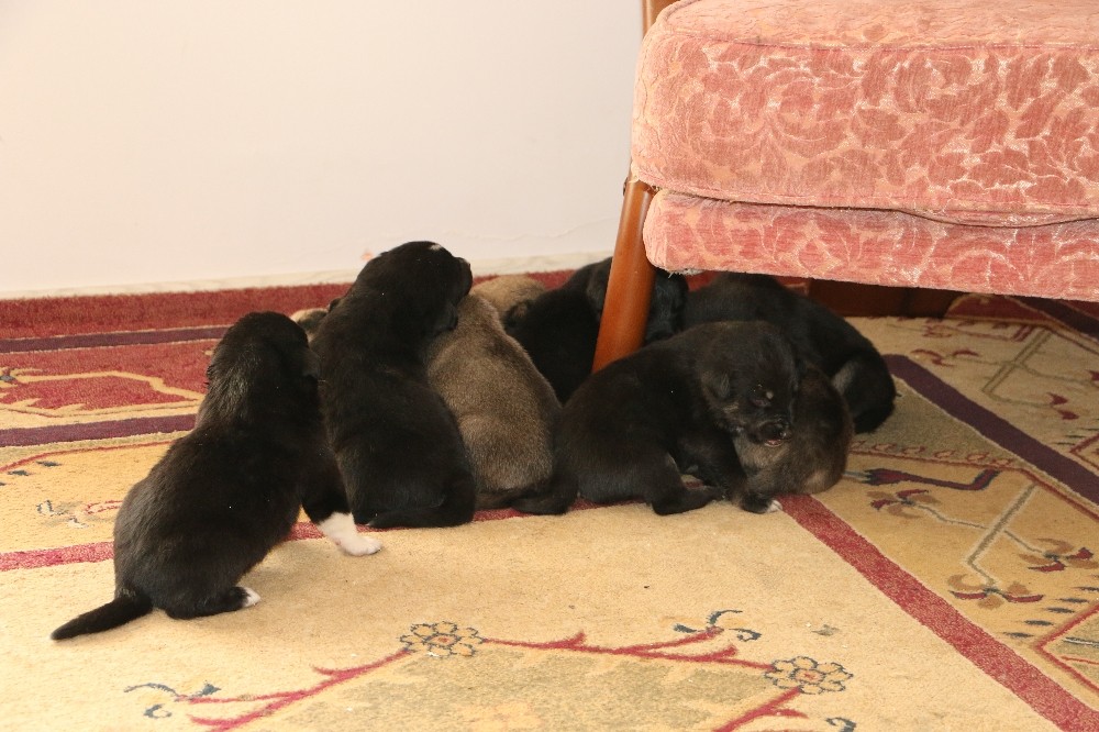 Toprak yığınları arasında mahsur kalan 9 yavru köpeği Akut ekipleri kurtardı 