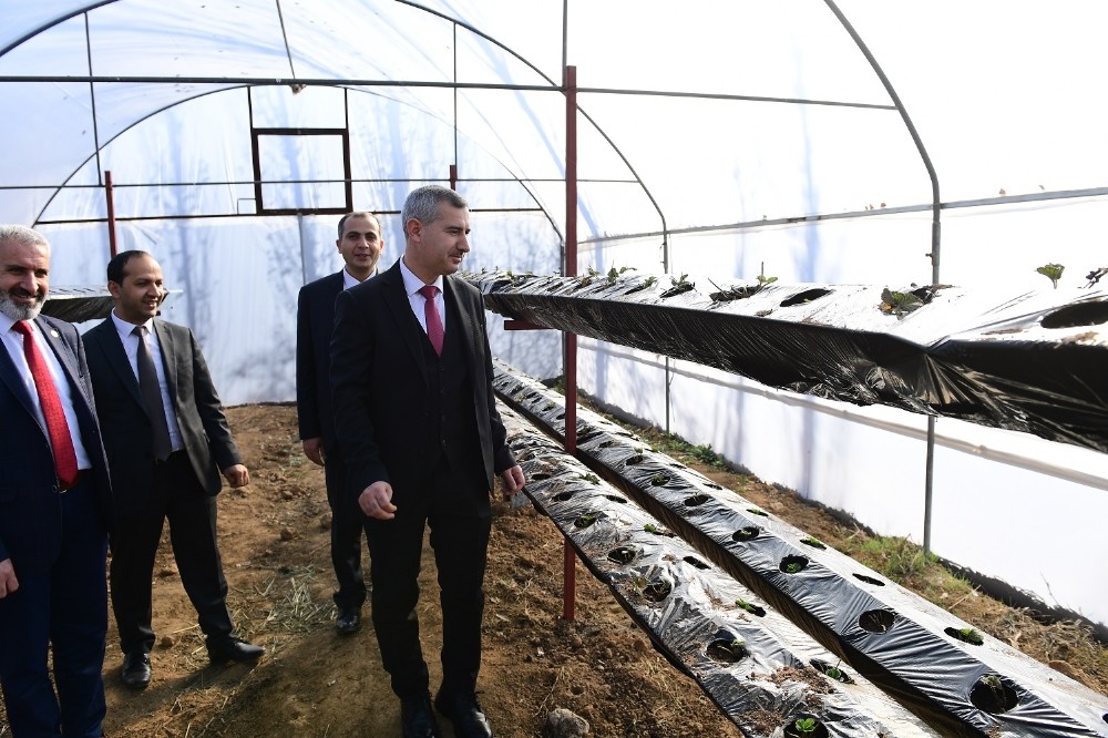 Topraksız çilek üretimine başlandı 