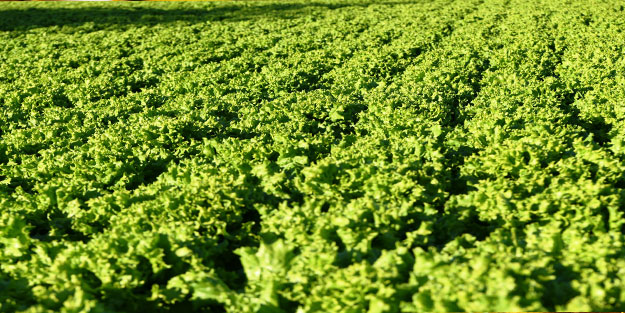 Topraksız tarım yaptı! Aldığı sonucu Türkiye'ye duyurdu