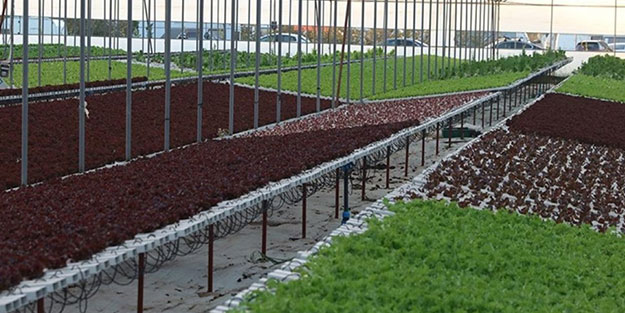 Topraksız tarıma başladı! Aldığı sonucu Türkiye'ye duyurdu... Herkes şaşkın