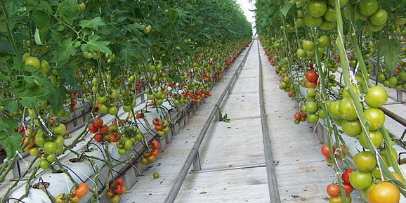 Topraksız tarımdan 650 ton ürün alınacak