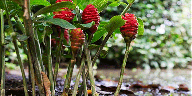 Topraktan 100'lerce minerali tek başına alan bitki! Portakaldan 20 kat fazla C vitamini içeriyor