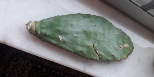 Topuk dikenine karşı denenmiş doğal yöntemler