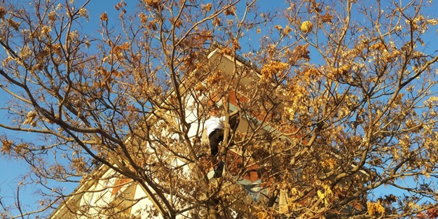 Topunu almak isterken ağaçta mahsur kaldı