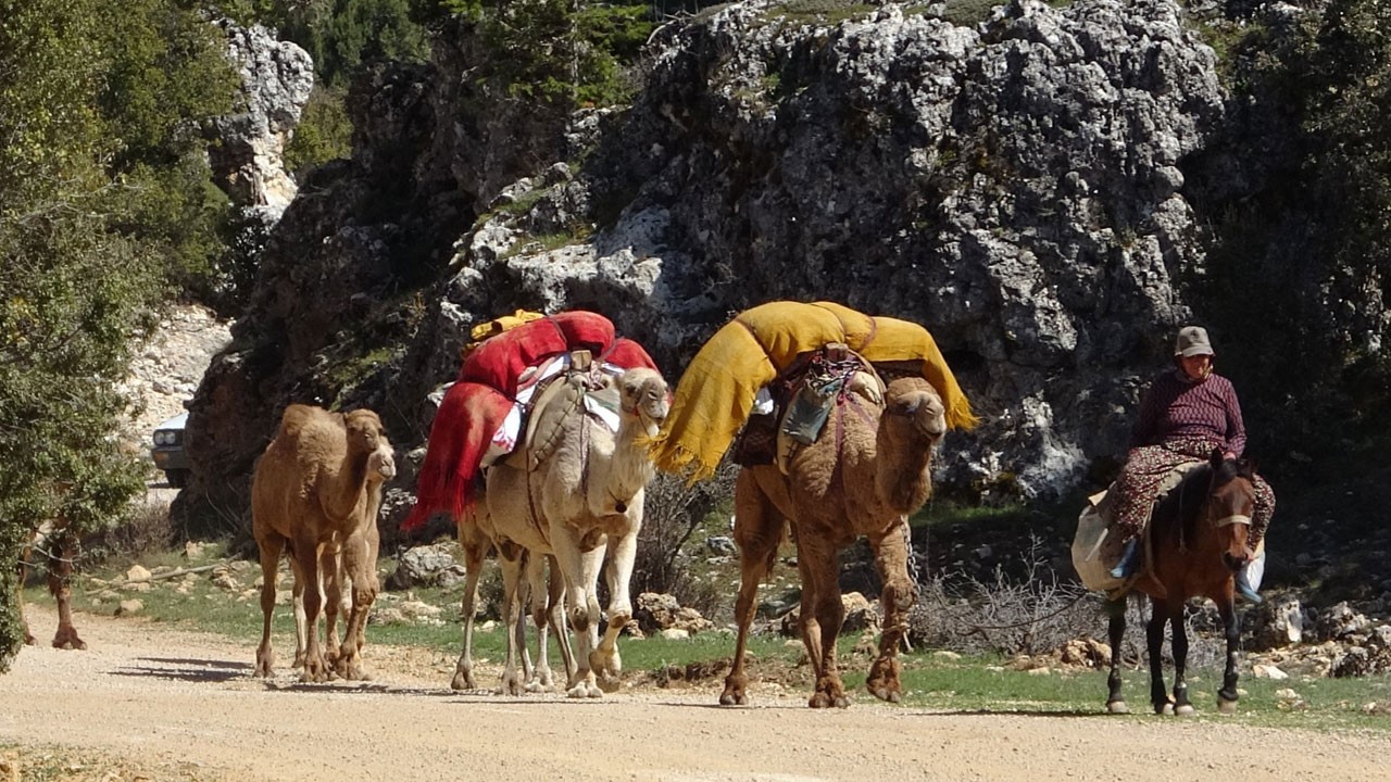 Toros Dağları'nda asırlık iz! Yüzyıllık göç yeniden başladı