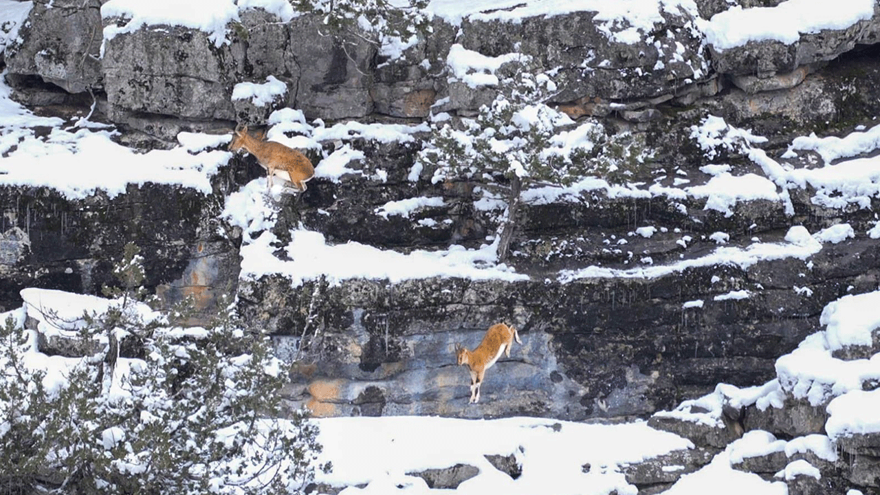 Toros Dağları'nda kartpostallık manzara: Karların arasında dağ keçileri