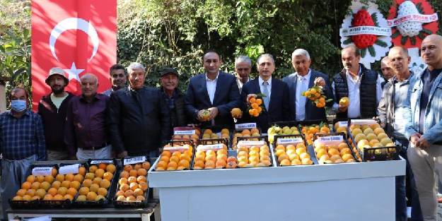 Toroslar’da Trabzon hurmasının ilk hasadı yapıldı