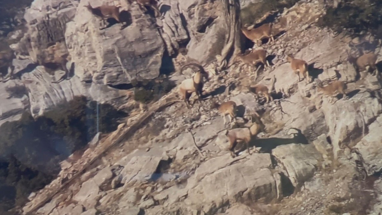 Toroslar’daki yaban keçileri mercek altında