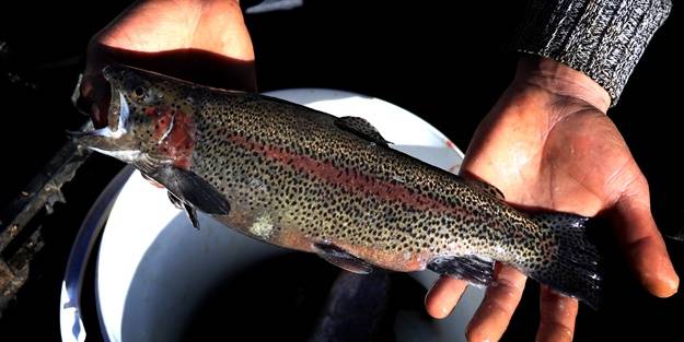 Torosların incisi lezzetini kar sularından alıyor