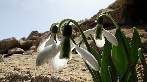 Torosların nazlısı mest etti