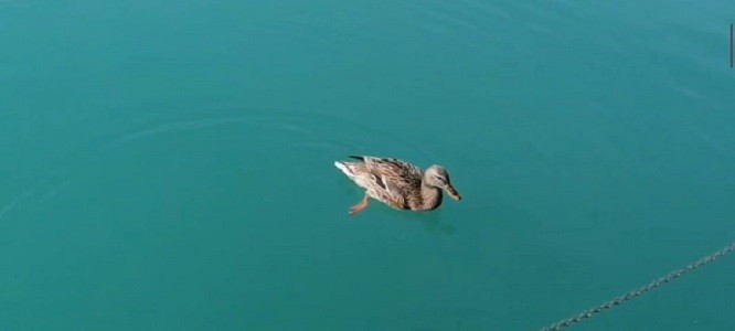 Tortum Gölü'nde yürekleri ısıtan görüntü