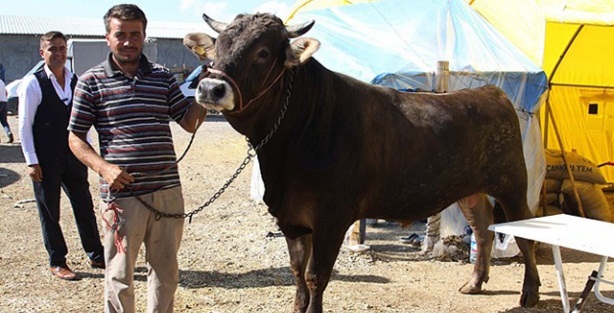 'Tosunpaşa' 13 bin liradan satışa çıkarıldı