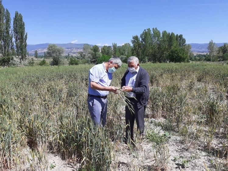 Tosya İlçe Tarım Müdürlüğünden tarlada hastalık incelemesi 
