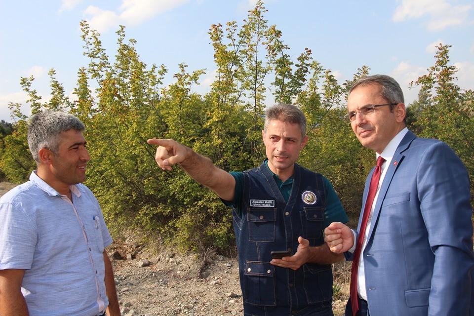 Tosya’da bal ormanı kuruluyor 