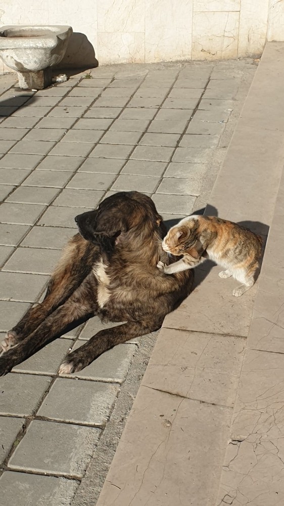 Tosya’da kedi ile köpeğin dostluğu şaşırttı 