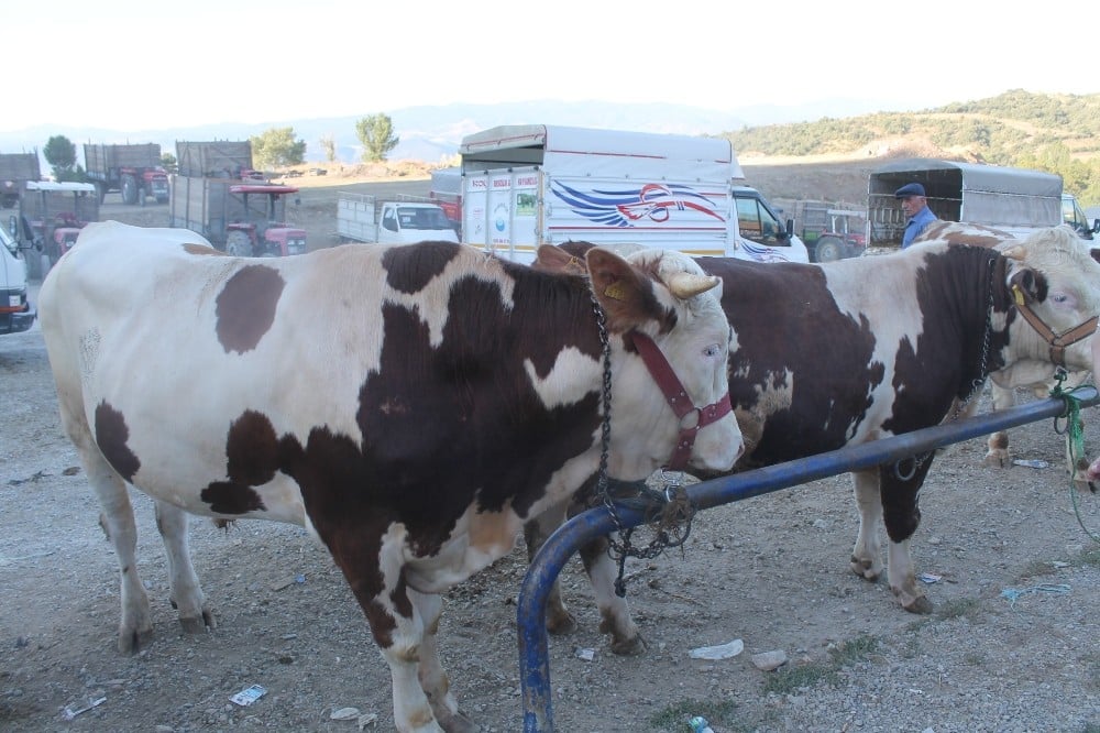 Tosya’da son kurbanlıklar alıcılarını bekliyor 