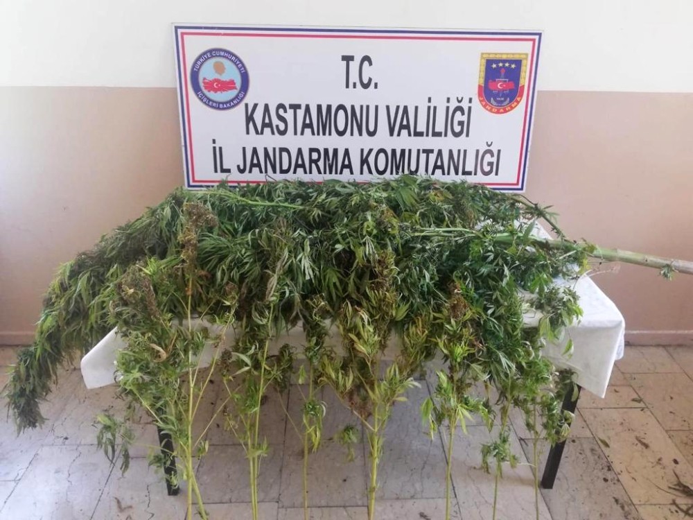 Tosya’da uyuşturucu operasyonu: 2 gözaltı 