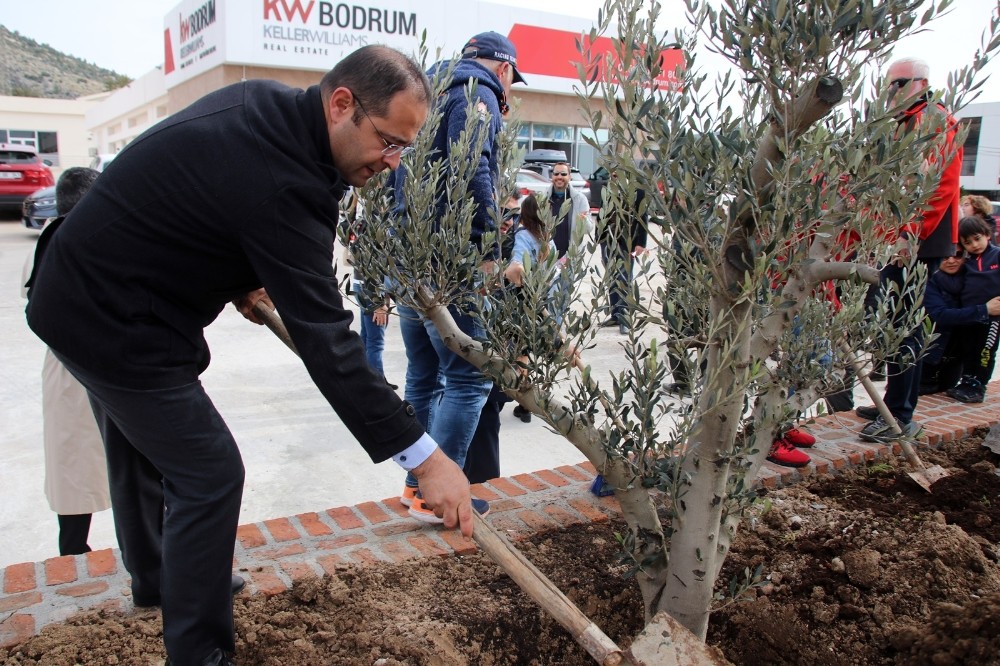 Totemin yerini zeytin ağaçları aldı 