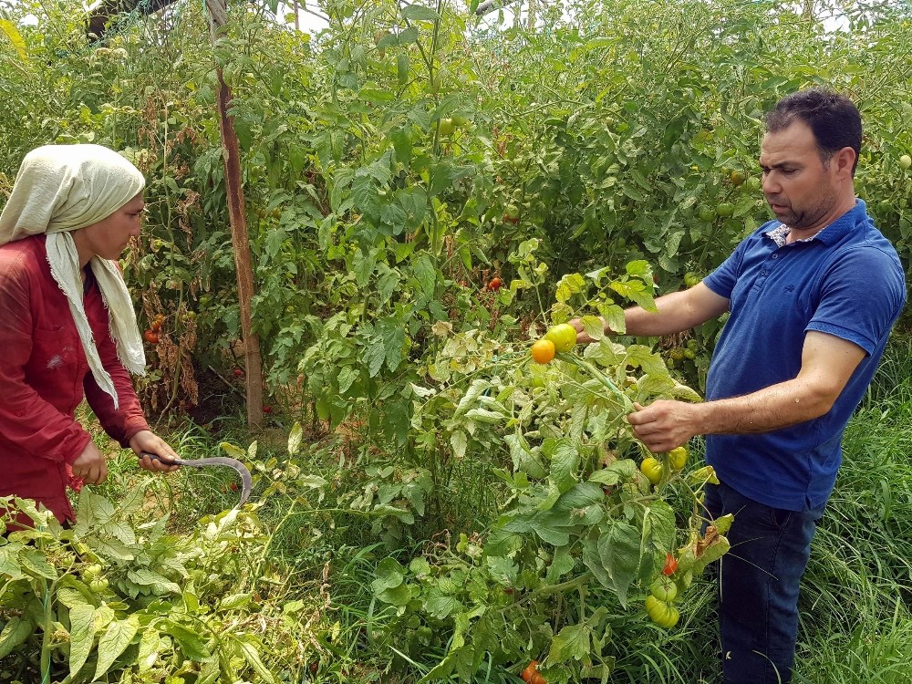 Tozla baş edemeyince seradaki domateslerini söktü 