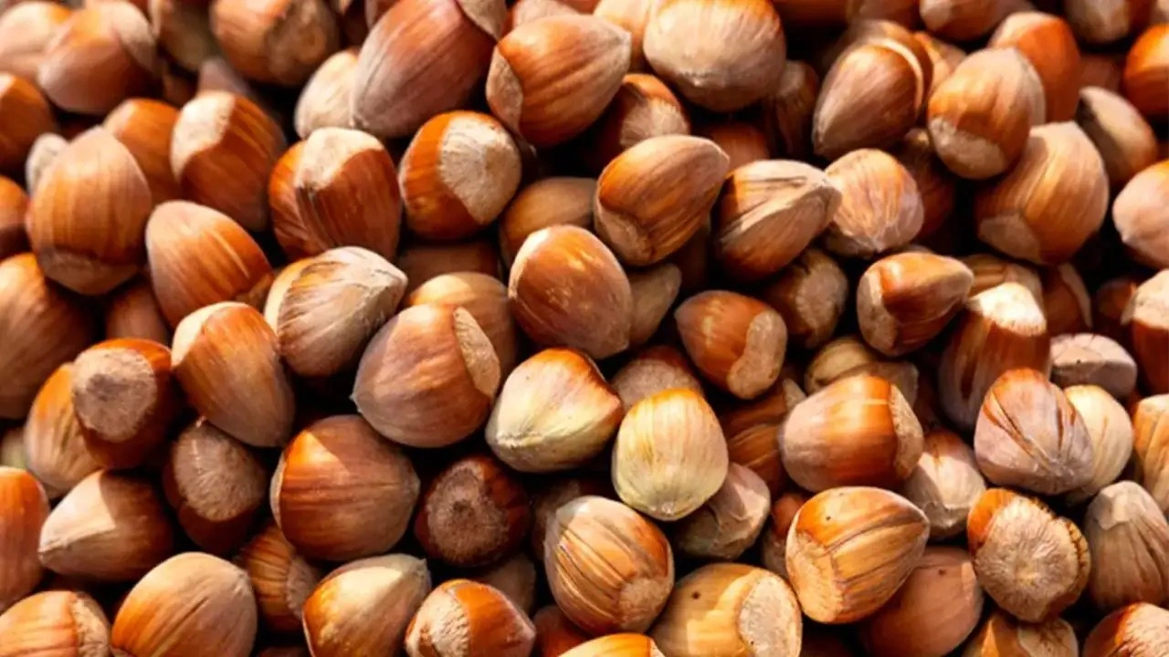 Trabzon fındık ihracatında zirvede: 120 ülkeye dış satım yapılıyor