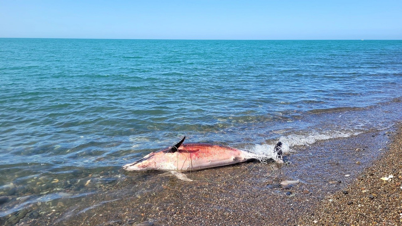Trabzon sahilinde ölü yunus şoku!