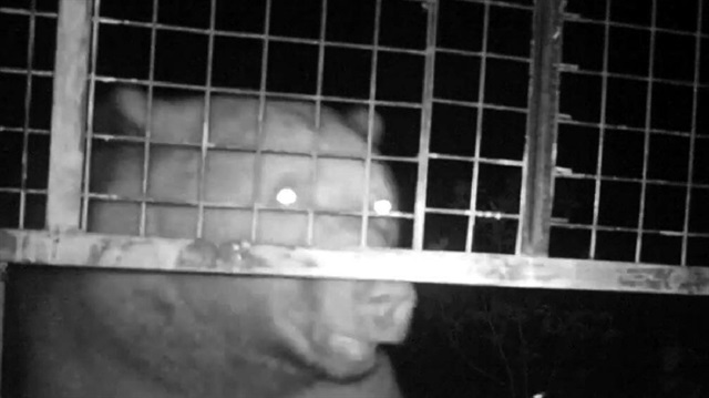 Trabzon'da arılara saldıran ayı 25 kovan bal yedi