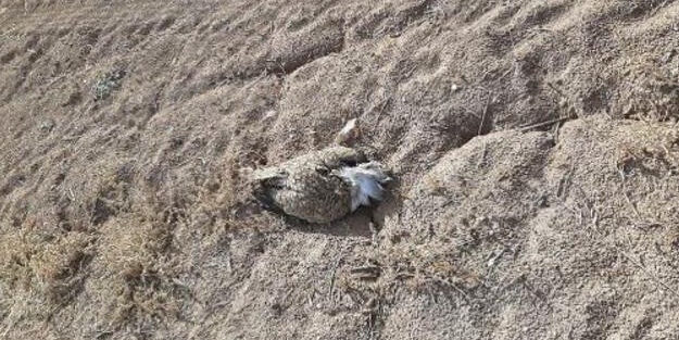 Trabzon'da bulunmuştu! Yozgat'ta vurdular