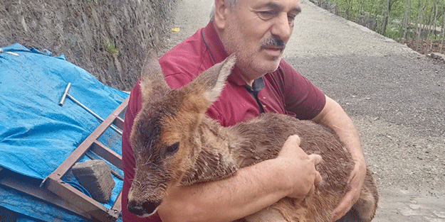 Trabzon'da dereye düşen karaca kurtarıldı