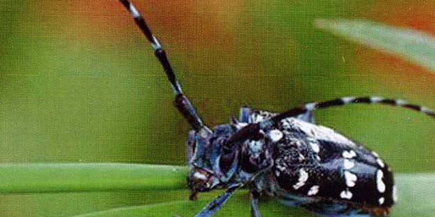 Trabzon'da 'Drakula' paniği! Görüldüğü yer karantinaya alınıyor