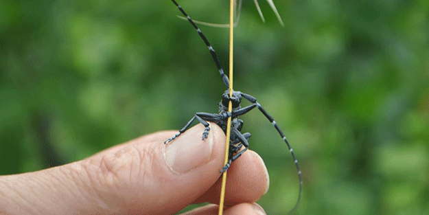 Mücadele sürüyor, önce İtalya sonra Türkiye! ‘Son derece tehlikeli’