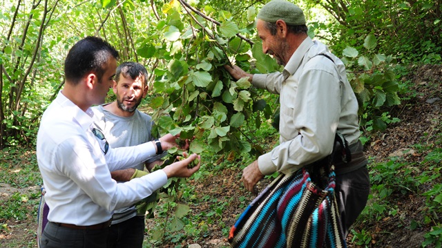 Trabzon'da fındık üreticilerine gelir hibesi