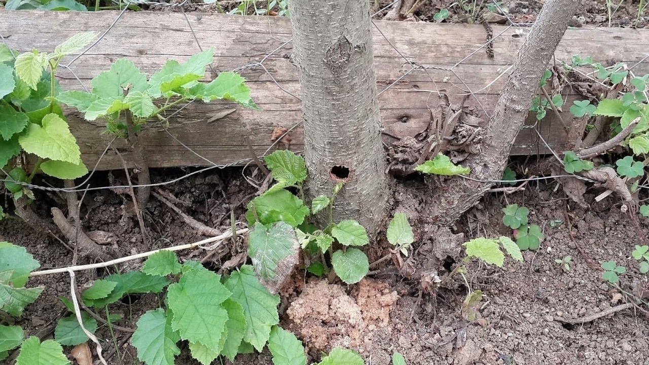 Trabzon’da fındık üreticisinin kâbusu 'Drakula' böceğiyle mücadelede sona gelindi