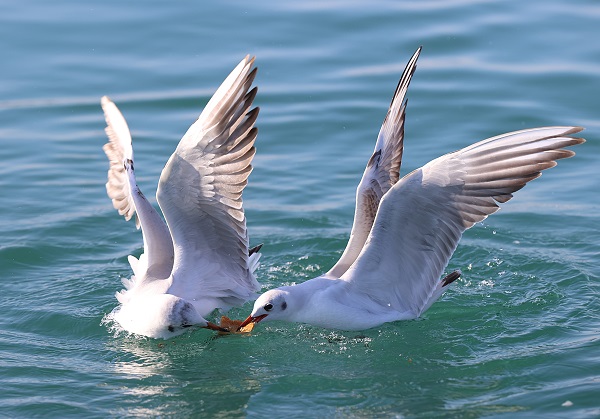 Trabzon'da martıların yiyecek arayışı