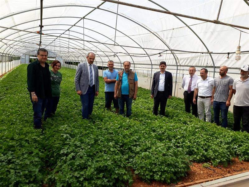 Trabzon’da örtüaltı üretimin kalbi Akyazı 