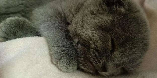 Trabzon’da şoke eden olay! Eşine kızıp kediyi duvara fırlattı