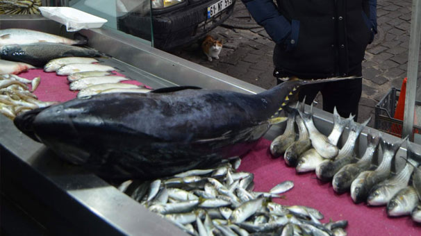 Trabzon’da tezgaha sığmayan Orkinos ilgi odağı oldu