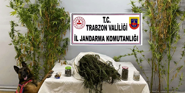 Trabzon’da uyuşturucu operasyonu! Köpeğin verdiği poz olay oldu