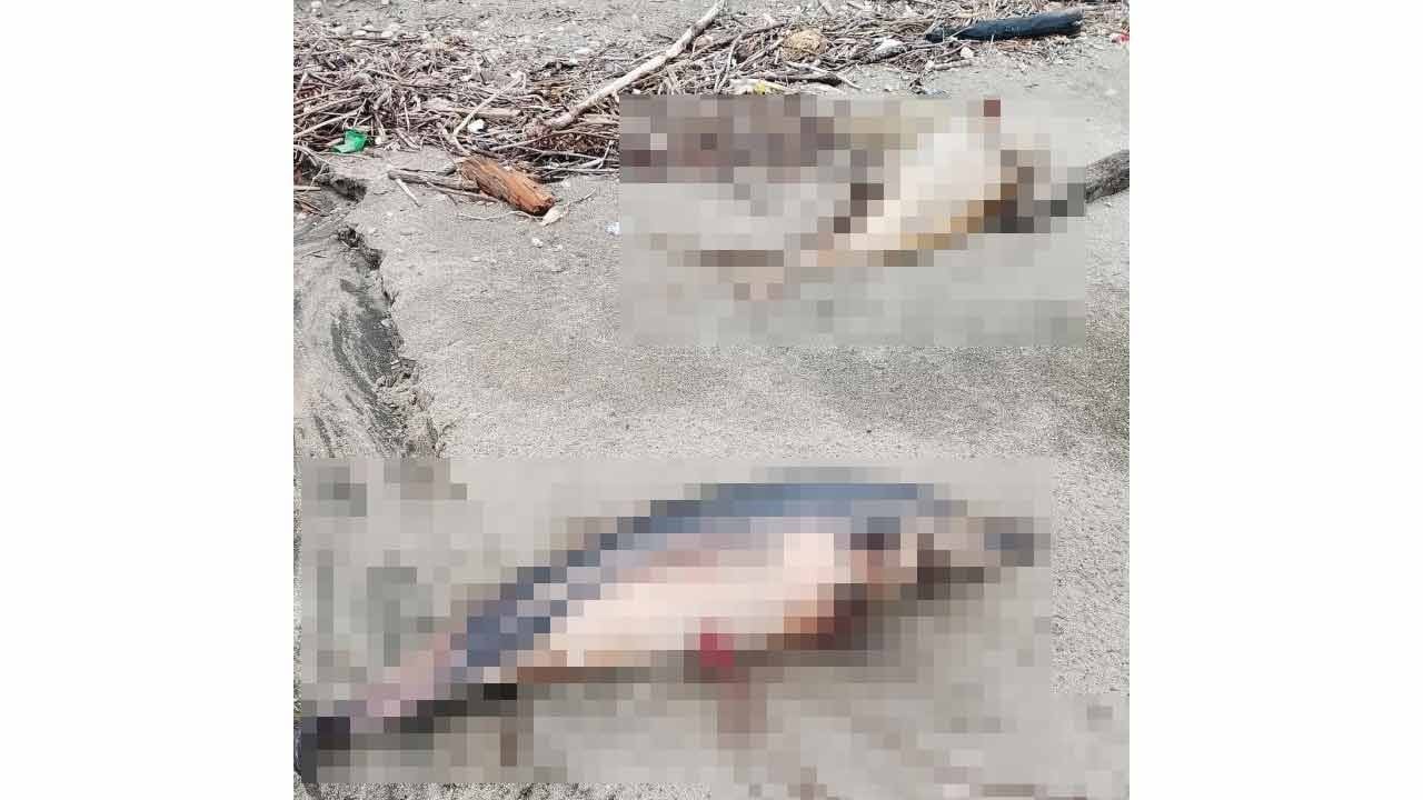 Trabzon'da üzen görüntü