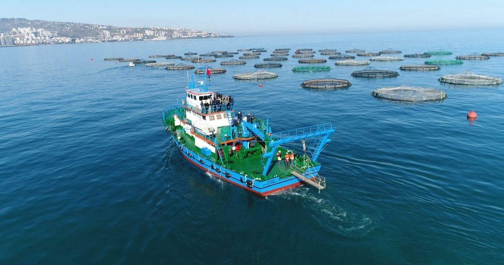 Trabzon’da yetiştirilen balıkların yüzde 90’ı ihraç ediliyor 
