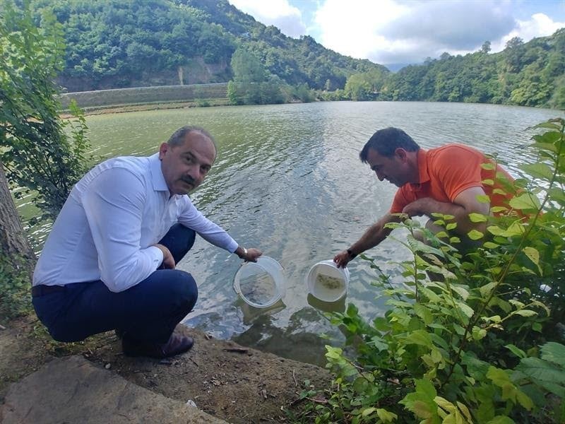 Trabzon’daki göletlere 53 bin adet pullu sazan yavrusu bırakıldı 