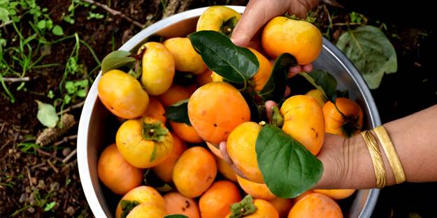 Trabzon'dan ismini alan meyve kadınların elinde değerleniyor