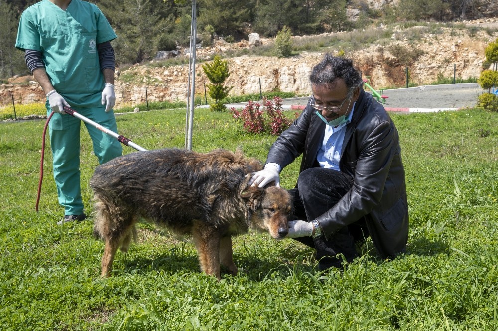 Trafik kazasında bacağı kırılan köpek, tedaviyle yeniden yürümeye başladı 