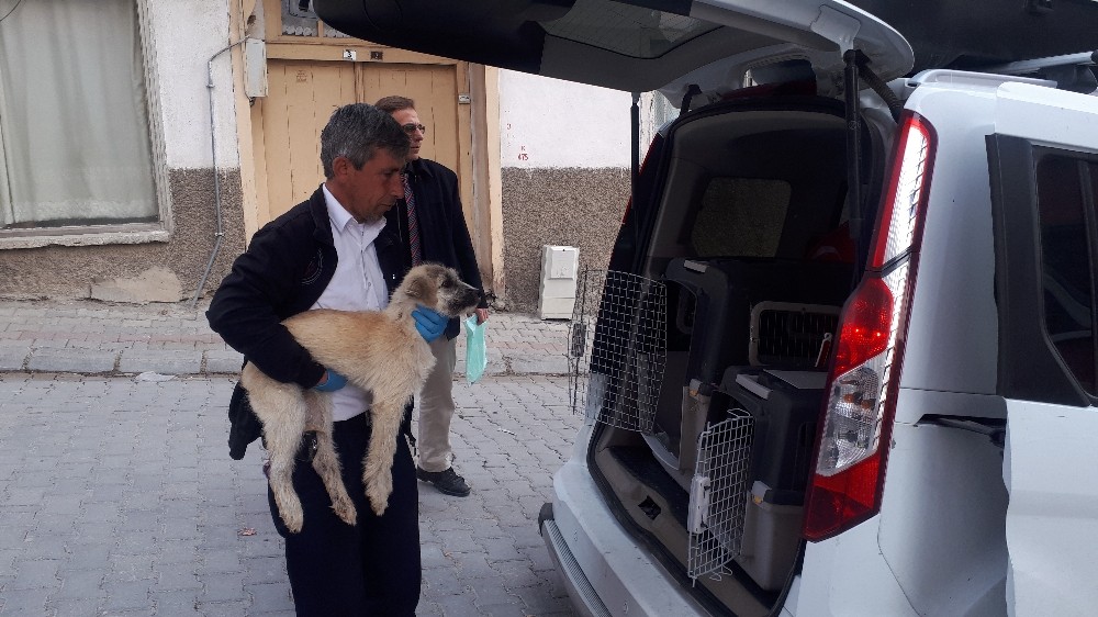 Trafik kazasında yaralan 3 köpek tedavi için İstanbul’a gönderildi 