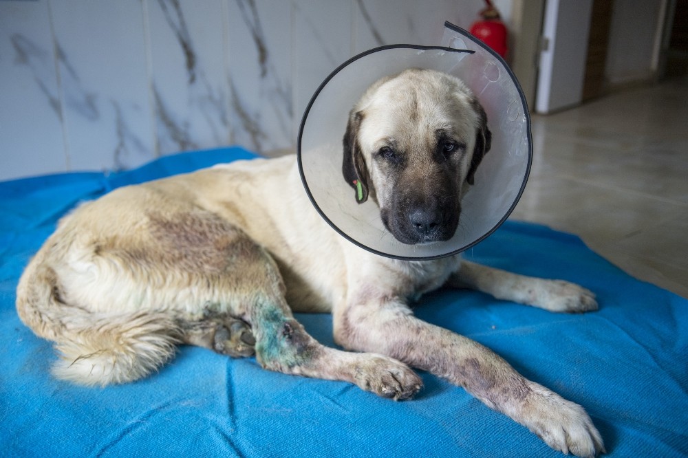 Trafik kazasında yaralanan köpek tedavi edildi 