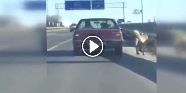 Trafikte köpeğe ipli işkence!