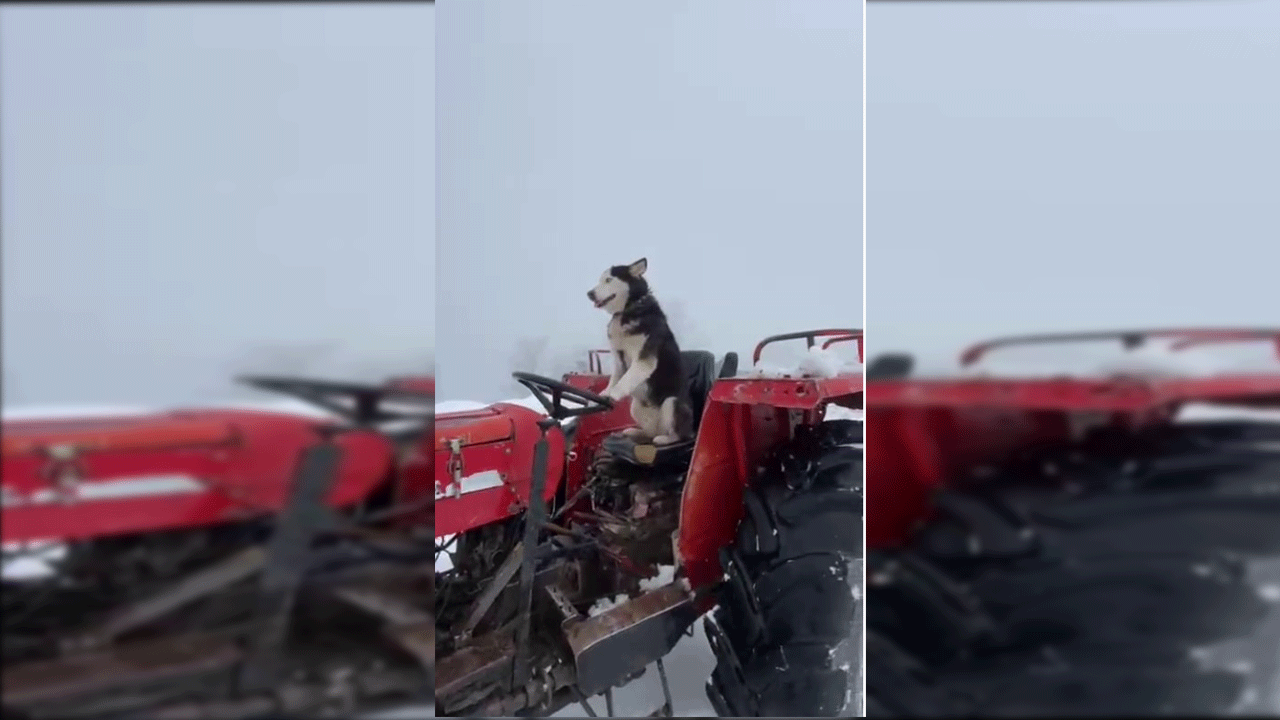 Traktör süren Sibirya kurdu