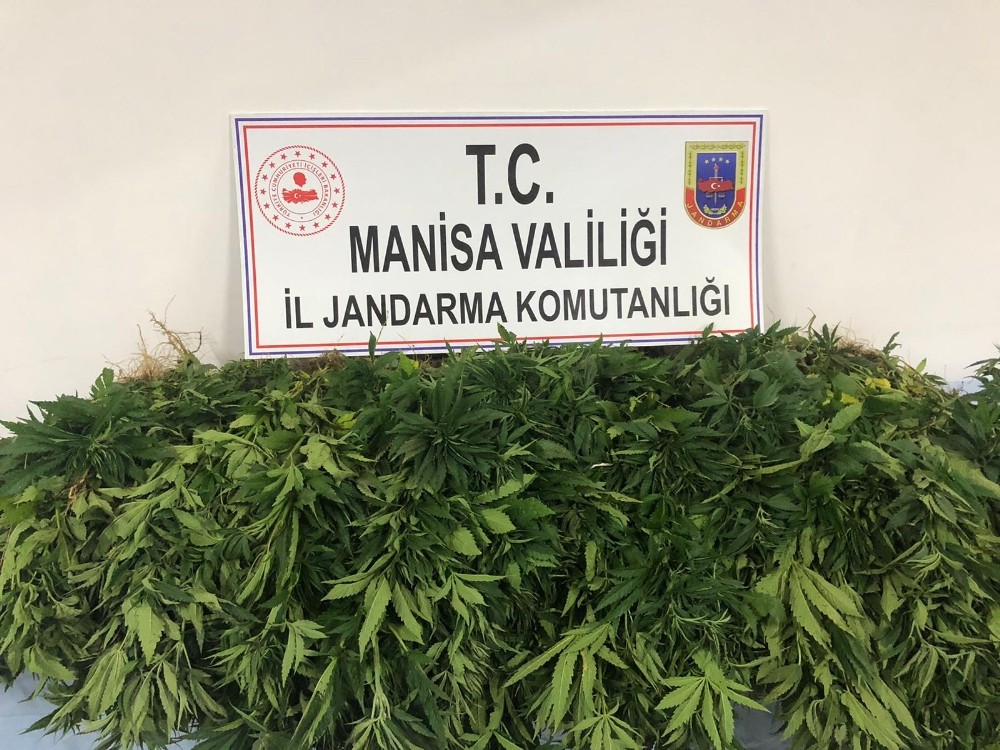Traktörle kenevirleri sularken yakalandı 