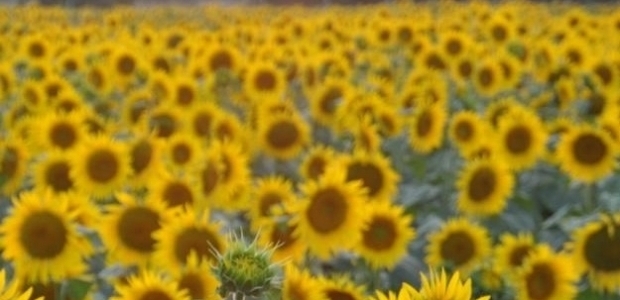 Trakya Birlik'ten ayçiçeği üreticilerine müjde