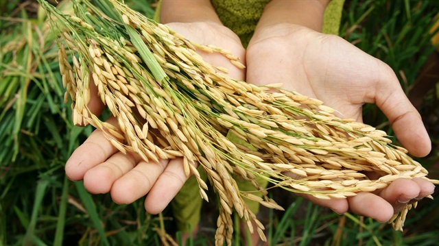 Trakya Bölgesin'de çeltik hasadı başladı
